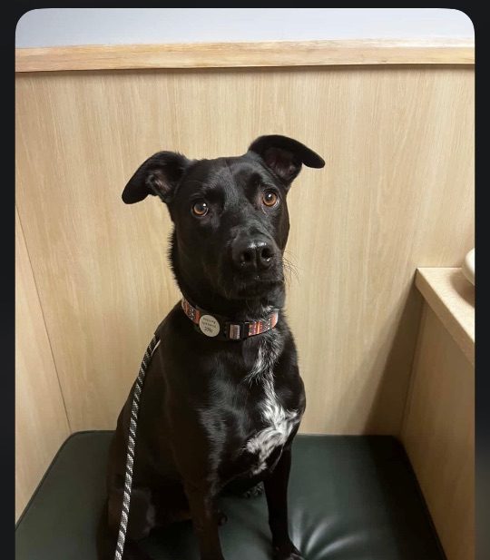 Dude, lost dog, Lab terrier mix