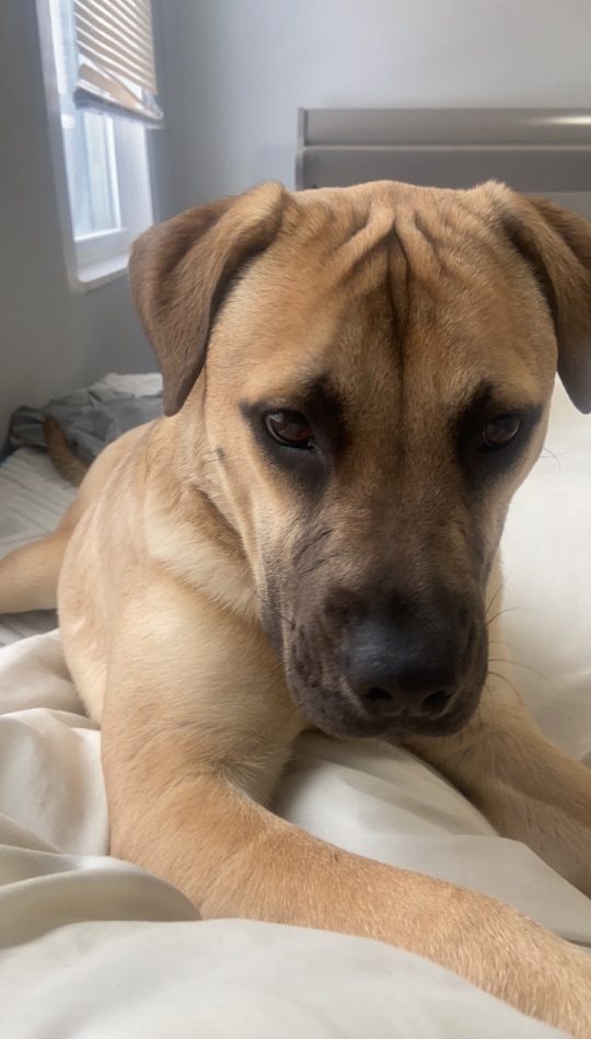 Kiko, lost dog, Mixed