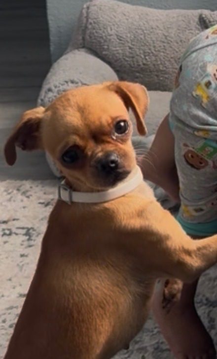 Havana, lost dog, Chihuahua