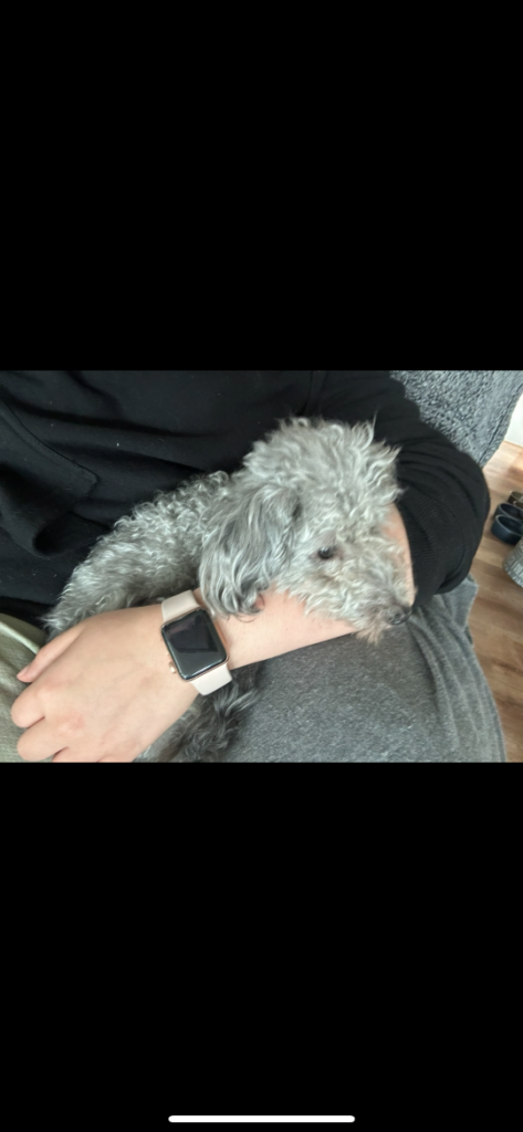 Bailey, lost dog, Mixed toy poodle