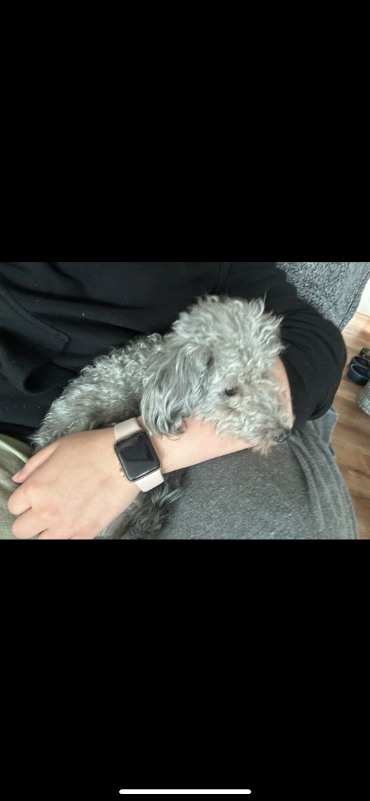 Bailey, lost dog, Mixed toy poodle