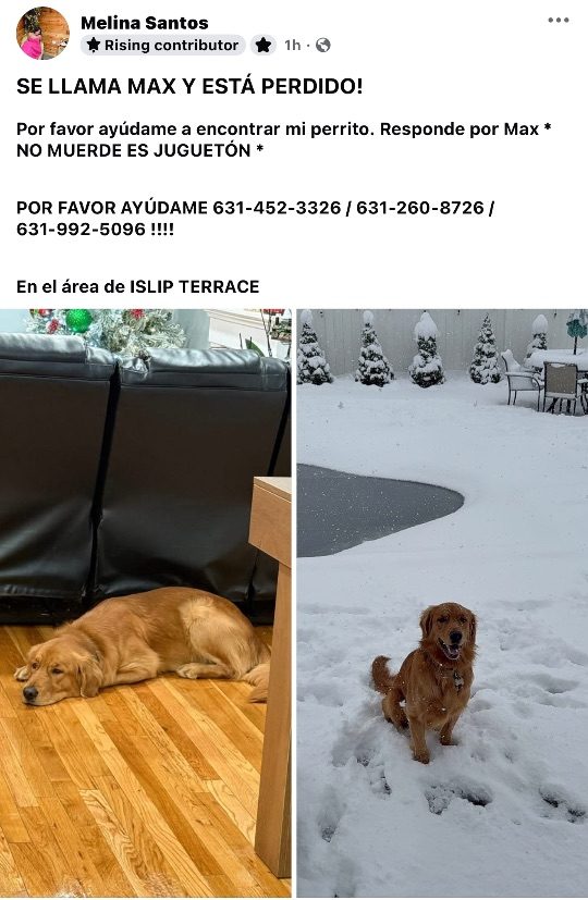 Max, lost dog, Golden Retriever