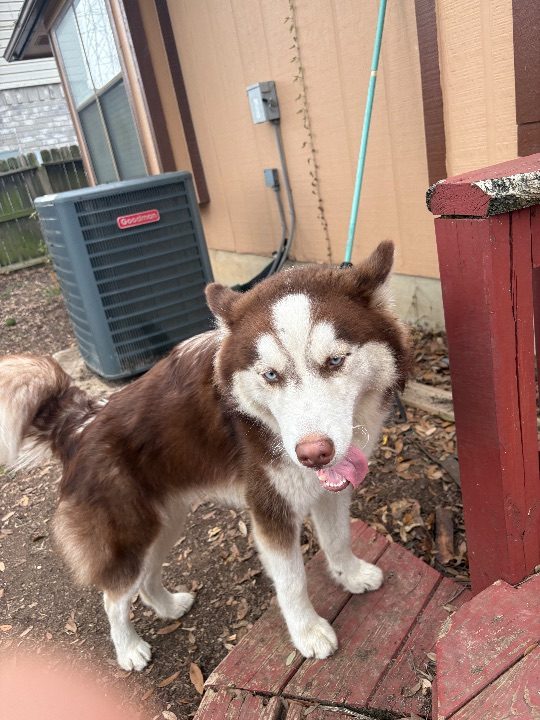 Zeus, lost dog, Husky Siberian