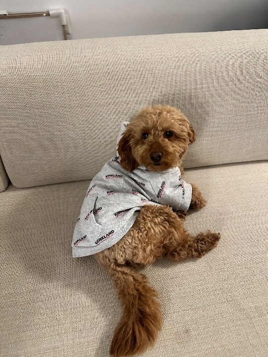 Murphy, lost dog, Mini goldendoodle