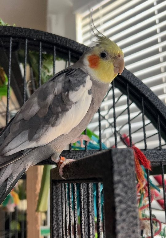 Piku, lost bird, Cockatiel
