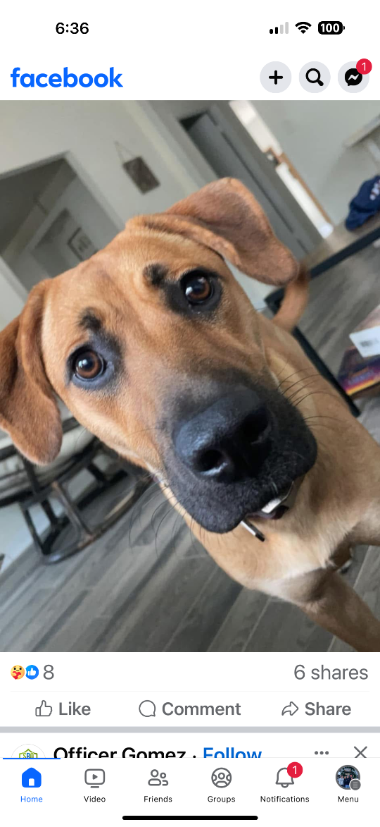 Maple, lost dog, Mix