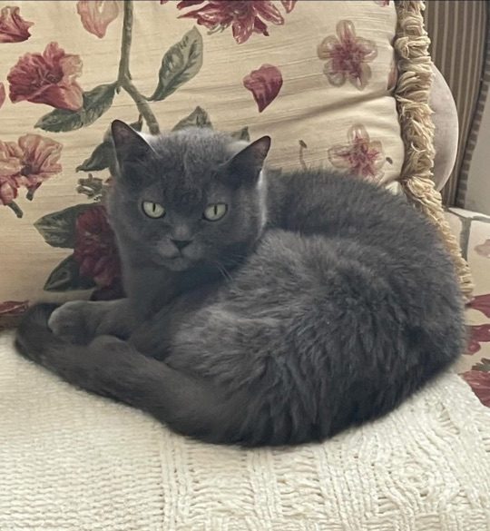 Frida, lost cat, Exotic