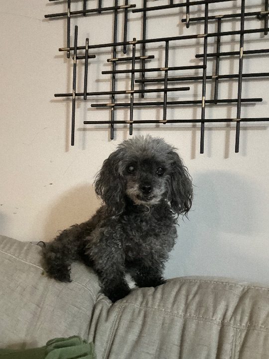 Cocoa, lost dog, Peekapoo