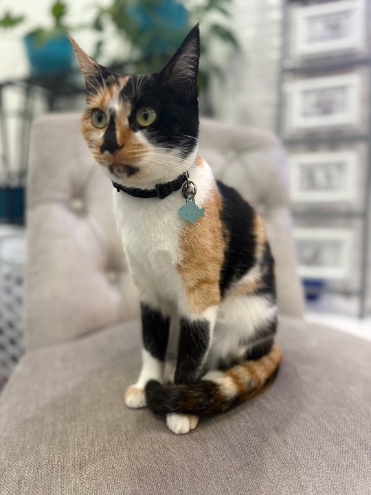 Boochie, lost cat, Domestic Shorthair
