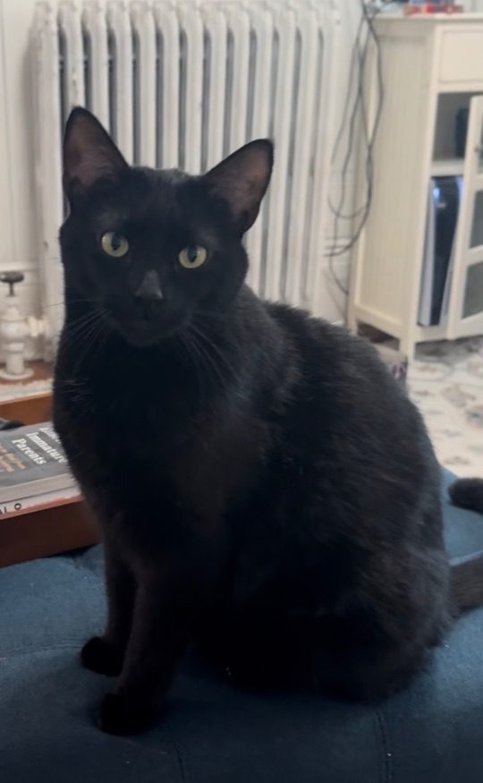 Poopers, lost cat, American short hair