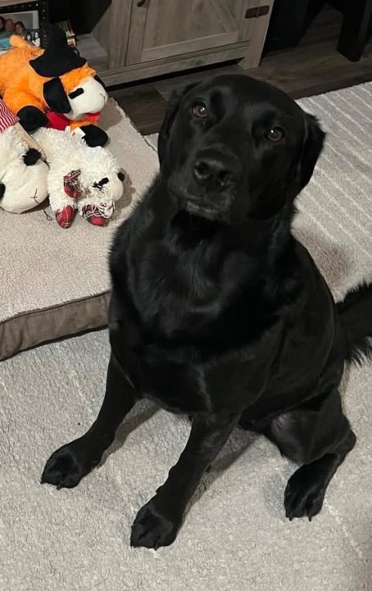 Teddy, lost dog, Lab mix