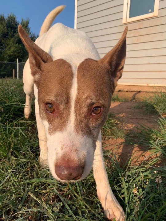 Soldier, lost dog, Shepard mix