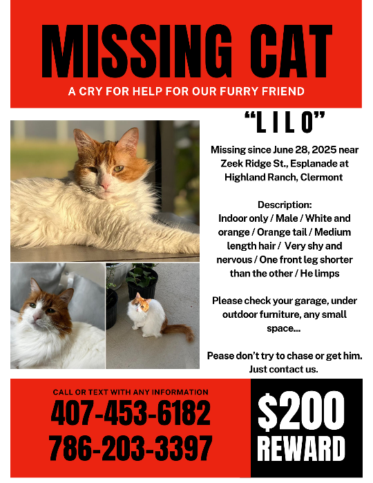 Lilo, lost cat, Domestic