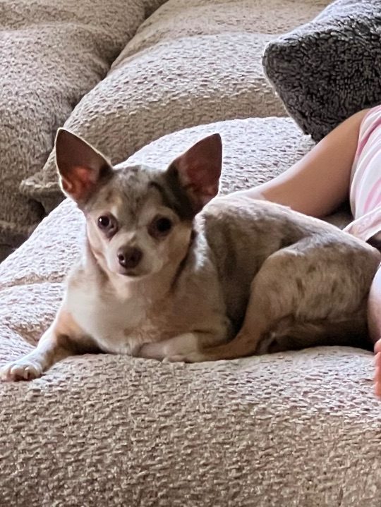 Chyka, lost dog, Chihuahua