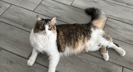 Figaro, lost cat, Unknown