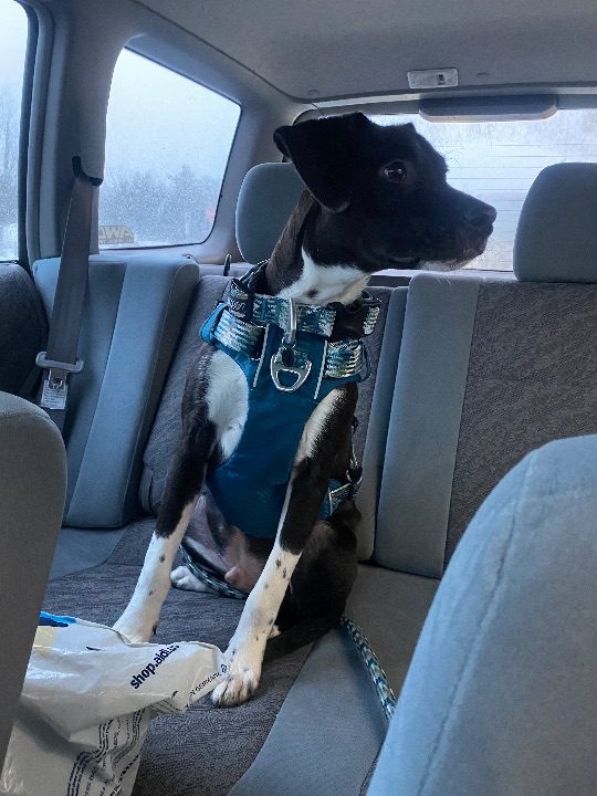 Buddy, lost dog, Lab mix