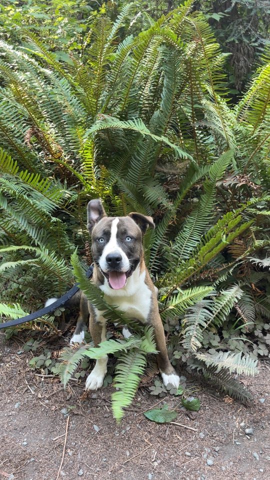 Cane, lost dog, Husky/pit