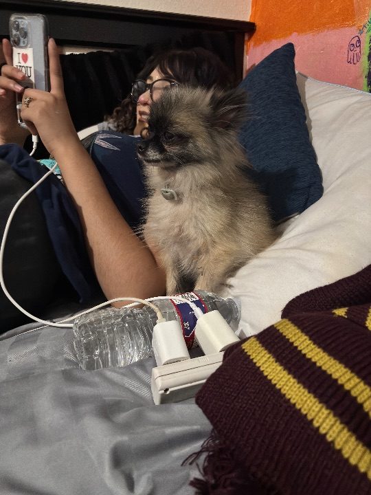 Bambam, lost dog, Pomeranian Shih Tzu
