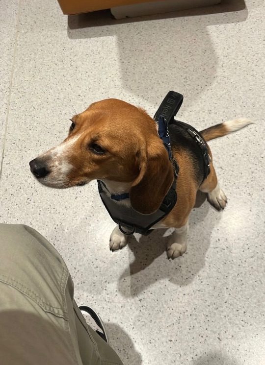Max, lost dog, beagle