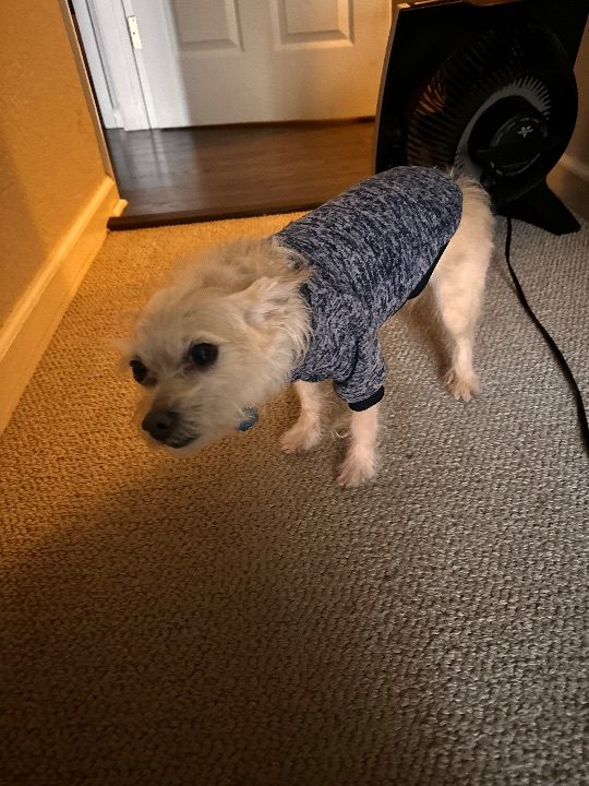 Max, lost dog, Mutt