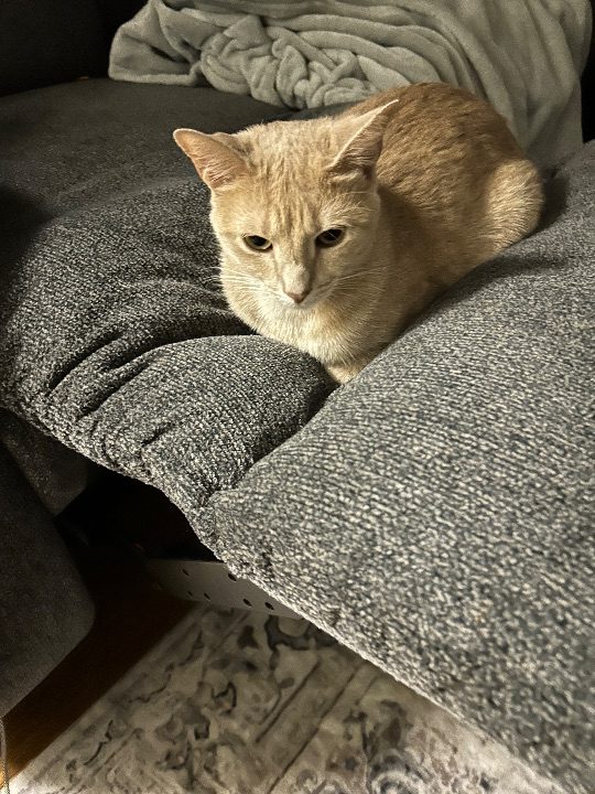 Cinnamon, lost cat, Unsure