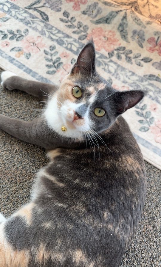 Naeva, lost cat, Diluted calico shorthair