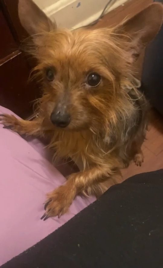 Frank, lost dog, Chihuahua mix with Yorky