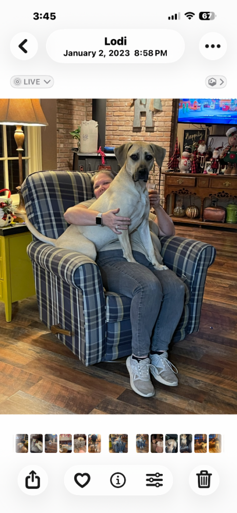 BIGBOY Howe, lost dog, Black mouth cur