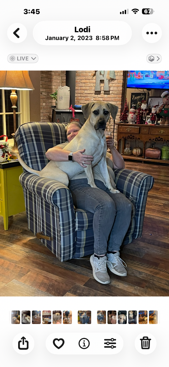 BIGBOY Howe, lost dog, Black mouth cur