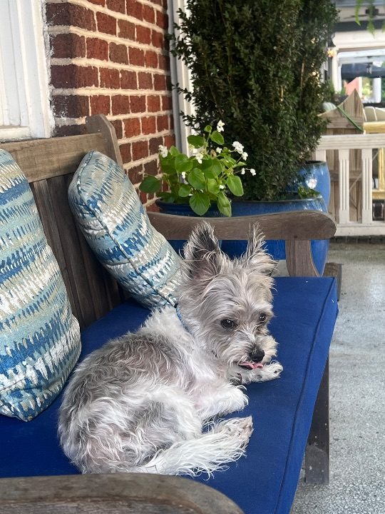 Bixby, lost dog, Terrier mix