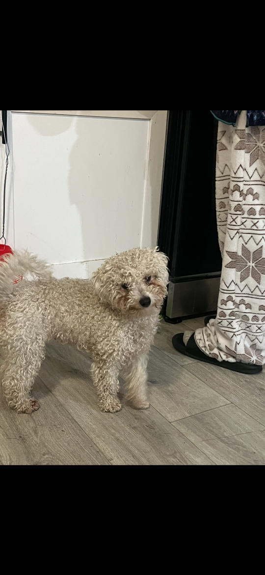 Mimi, lost dog, Maltipoo