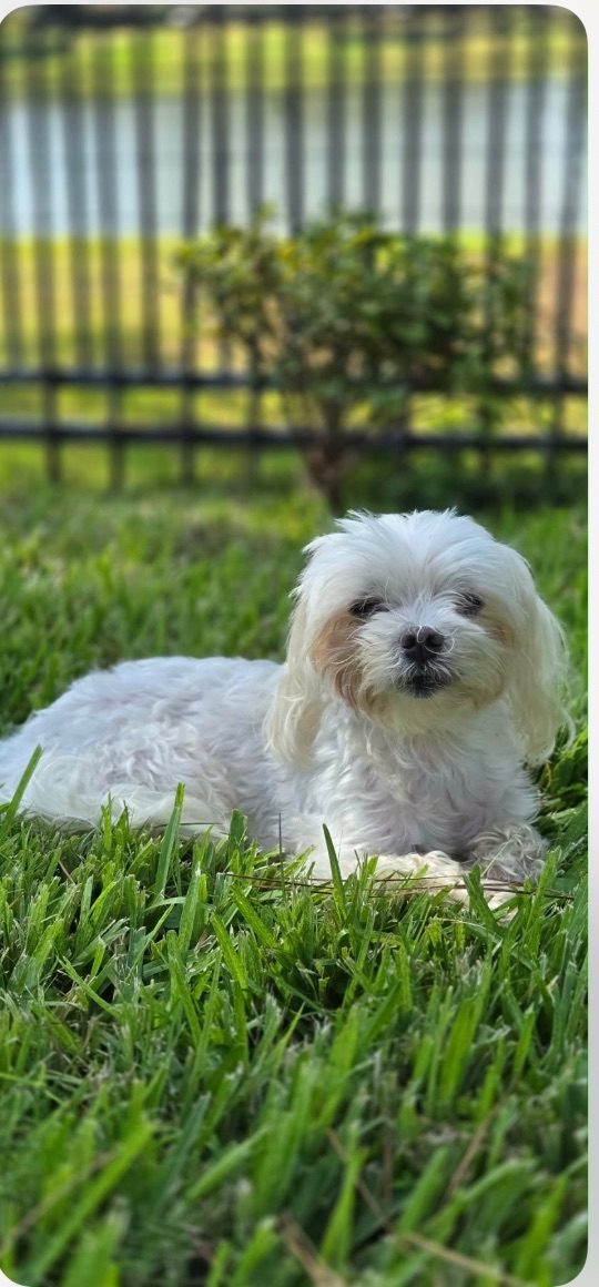 Yoshi, lost dog, Maltese