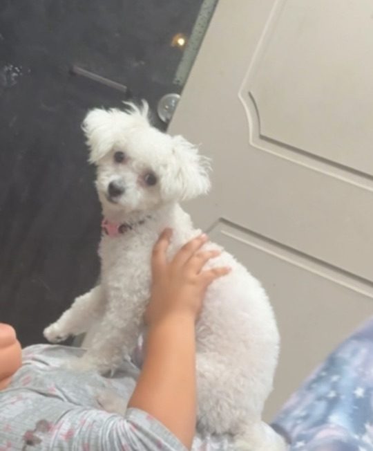 Nova, lost dog, Maltipoo
