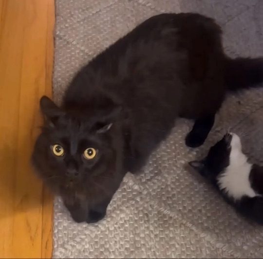 Spooky, lost cat, Part Maine coone