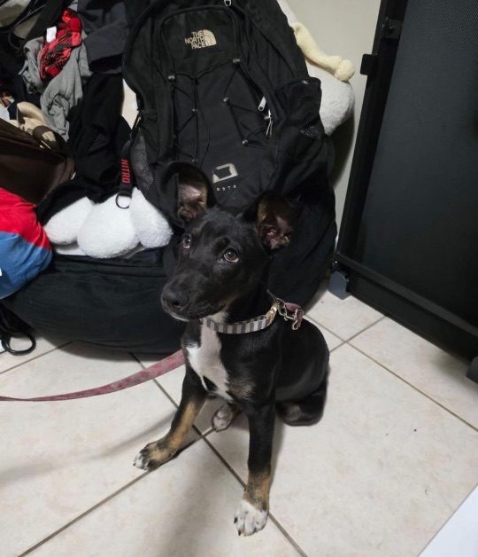 Kahlua, lost dog, Mixed