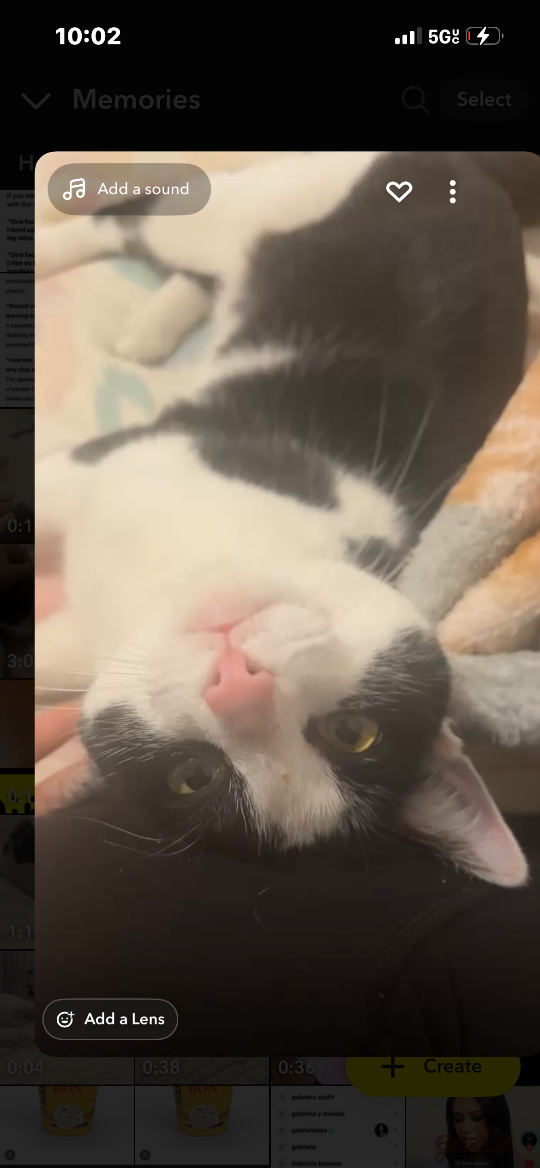 Katty, lost cat, Don’t know