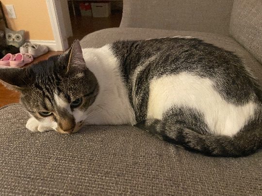 Milo, lost cat, Tabby cat