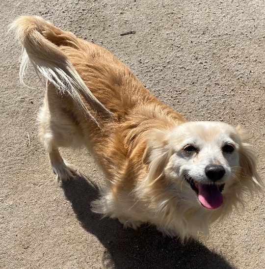 Marley, lost dog, Terrier mix