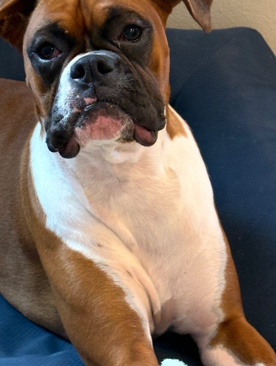 Ellie, lost dog, Boxer