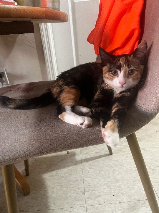 Luna, lost cat, Domestic Short-Hair Calico