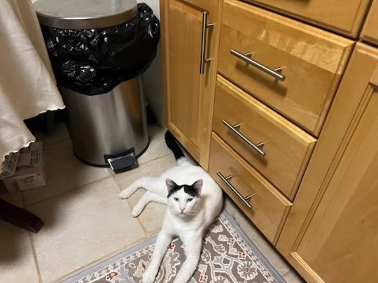 Son, lost cat, Unknown