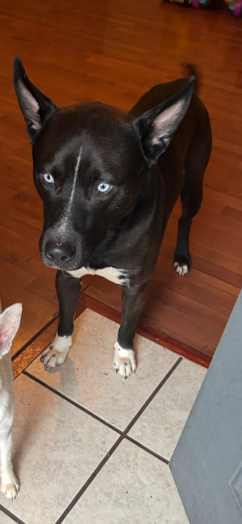 Kodak, lost dog, Pit husky
