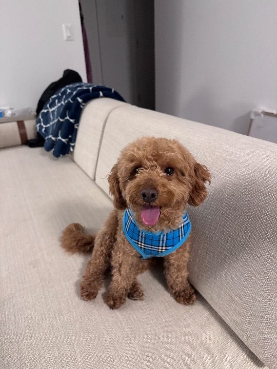 Murphy, lost dog, Goldendoodle