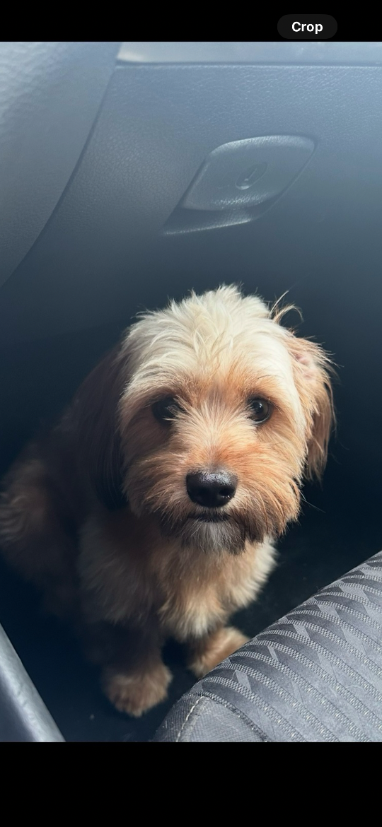 Max, lost dog, Shih tzu