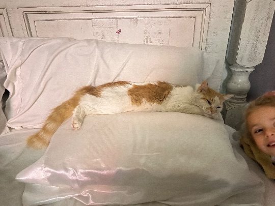 Creamsicle, lost cat, Unsure