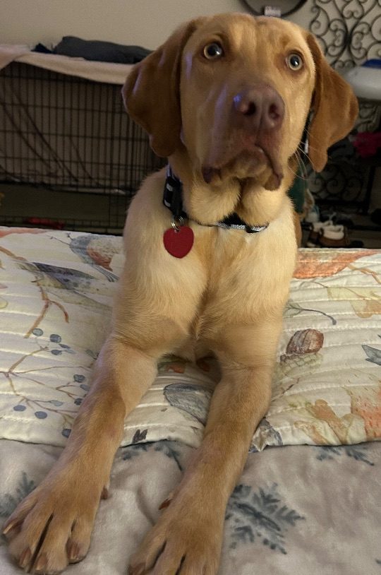 Luffy, lost dog, Lab mix