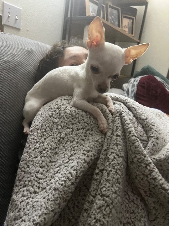 Coco, lost dog, chihuahua