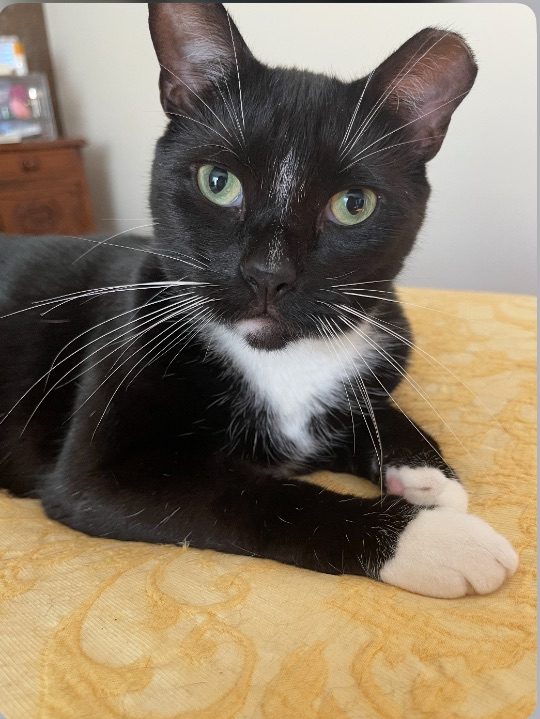 Tazzie Lee, lost cat, Tuxedo