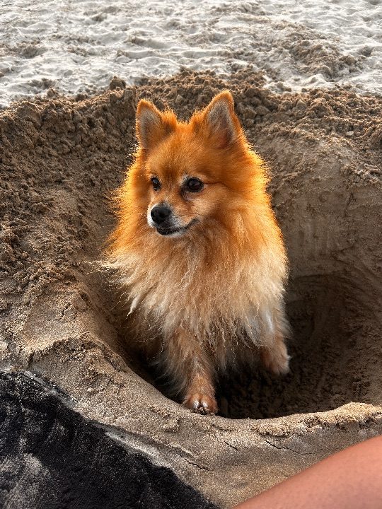 Coco, lost dog, Pom
