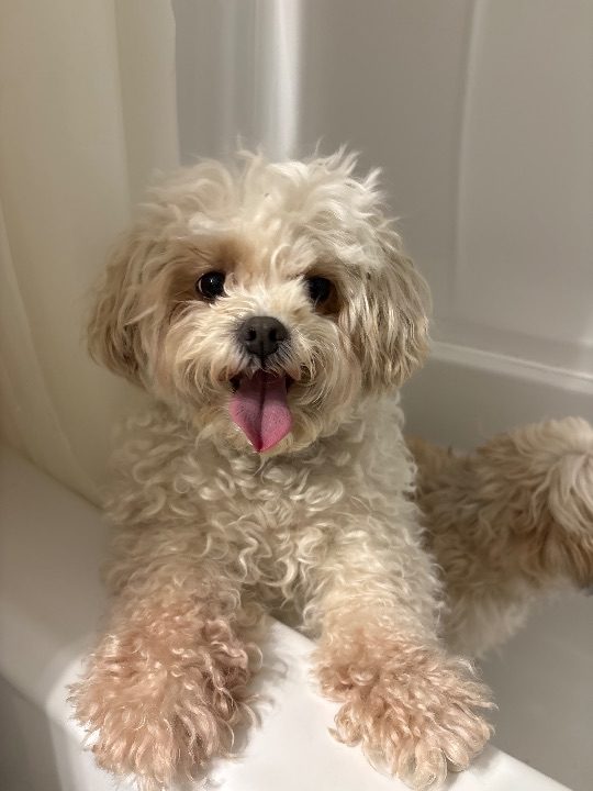 Loli, lost dog, Poodle mixed mini